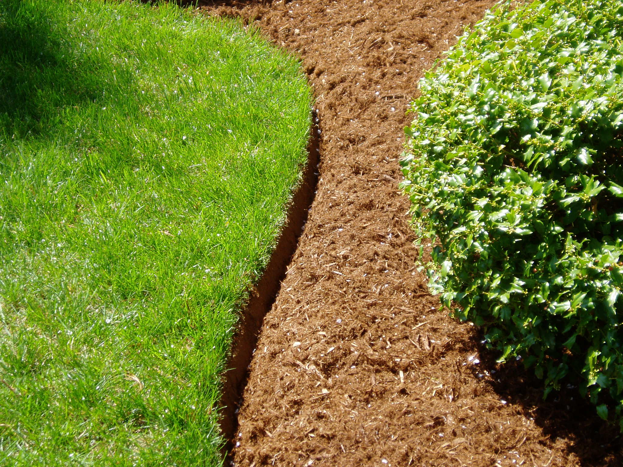 Clean landscape edging between lawn and mulched garden bed
