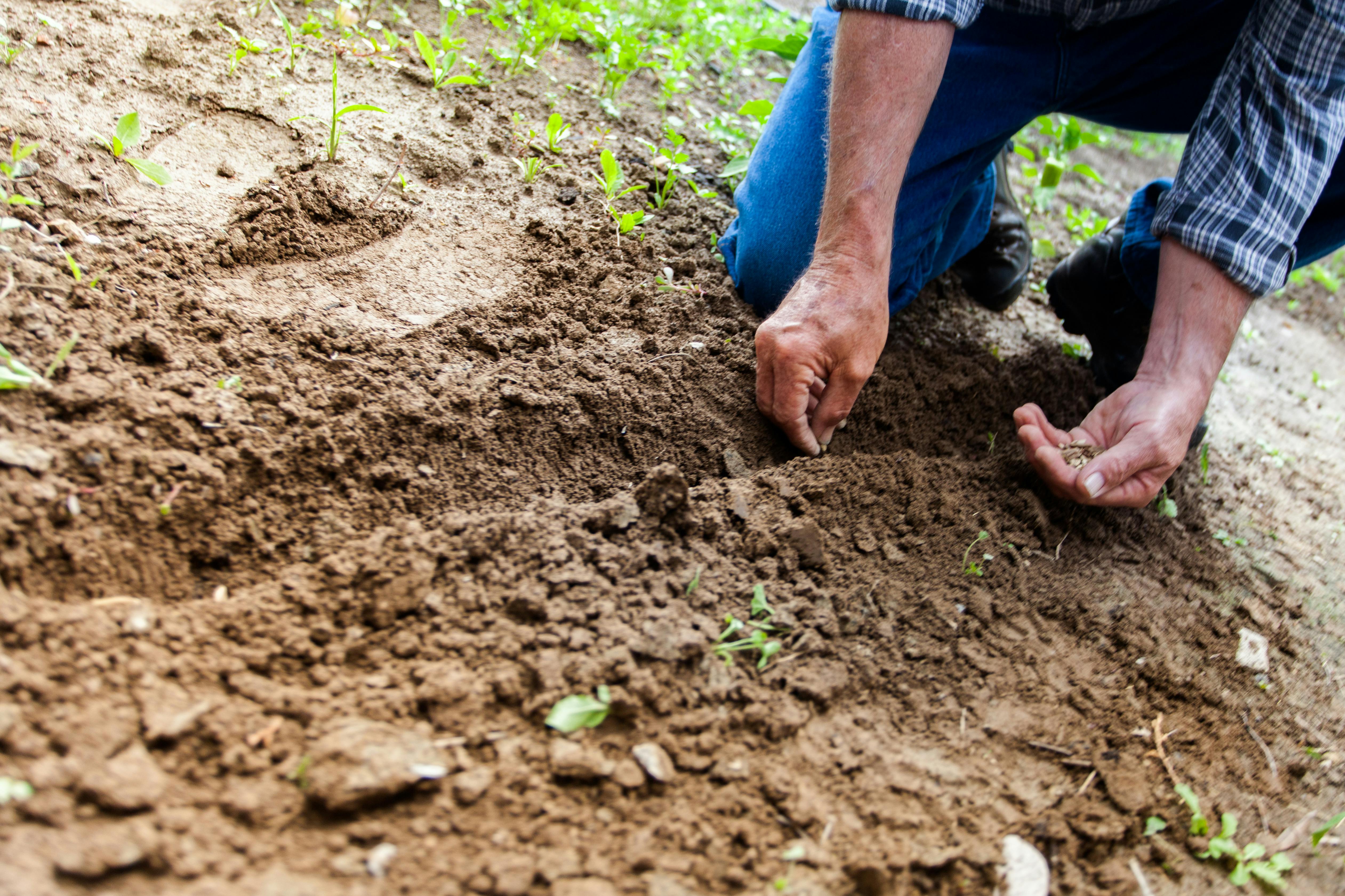 Hands planting seeds in prepared soil
