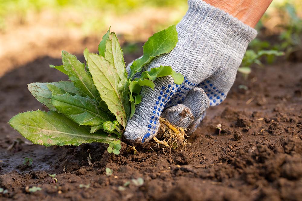 Hand removing weeds from garden soil